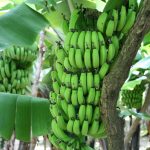 bananen_guido_schuerenberg