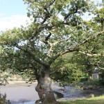 baum_bretagne_g_schuerenberg