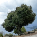 baum_cote_d_azur_g_schuerenberg