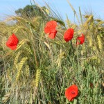 kornblumen-im-feld
